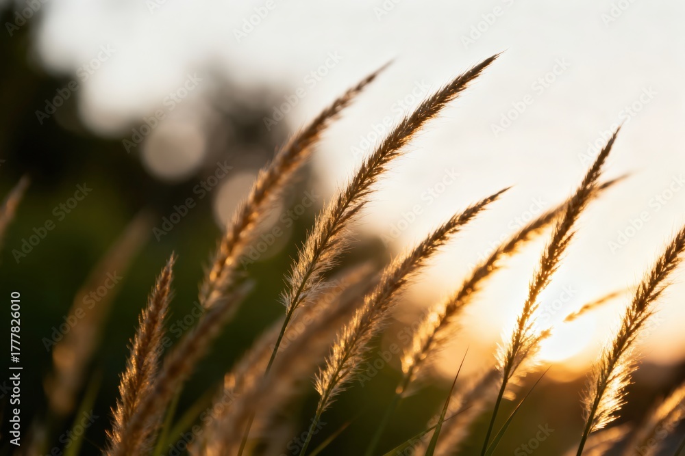 Fototapeta premium Golden grass sways gently in the breeze during sunset, creating a serene atmosphere.