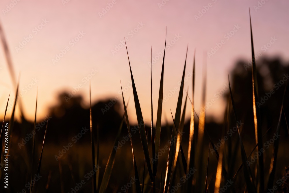 Obraz premium Tall grass glistening in the sunset light against a soft, blurred background.
