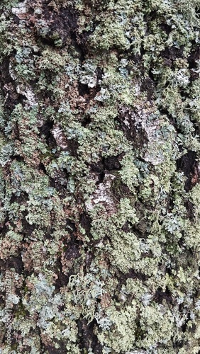 Tree bark texture with moss