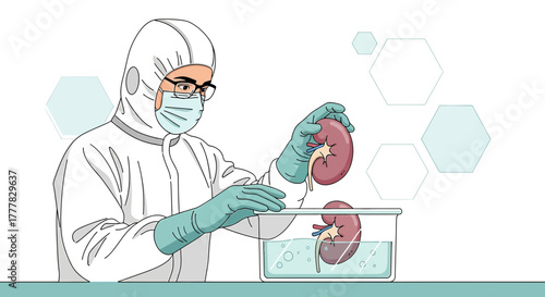 Illustration of a scientist in protective suit holding a human kidney for medical research and