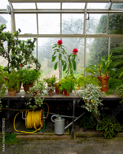 Greenhouse plants