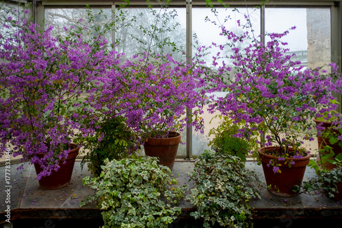 Purple plants