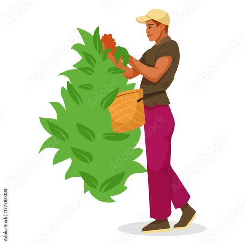 Man harvesting coffee beans from lush green bush in cartoon style on white background. Concept of farming, agriculture and food collection. Vector illustration