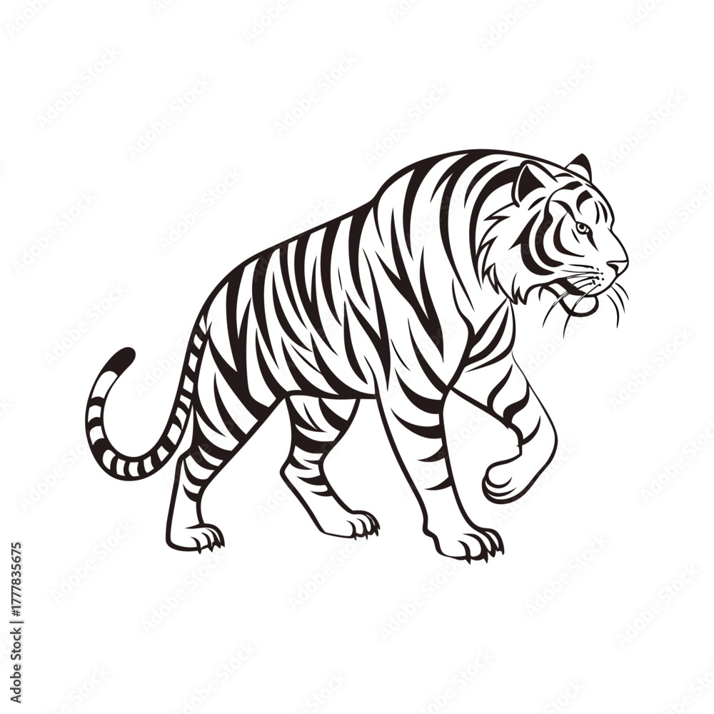 Fototapeta premium Majestic Tiger Silhouette in Walking Pose
