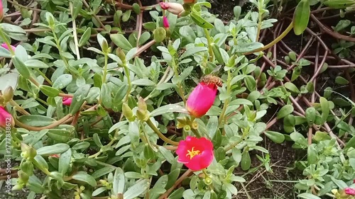 Bees like blooming flowers to find food