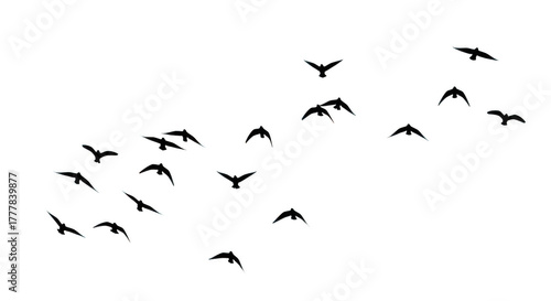 Flock of birds flying in formation, outlined in white, isolated on transparent background