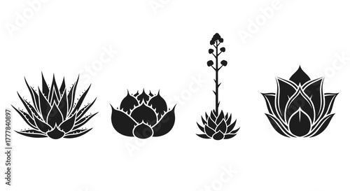 Vector  four different kinds of agave plants are displayed in a row in a simple graphic design