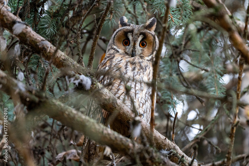 owl on a spruce tree