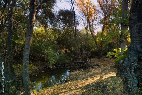 Sunshine filters through trees along a serene stream in the autumn forest near a peaceful nature trail setting