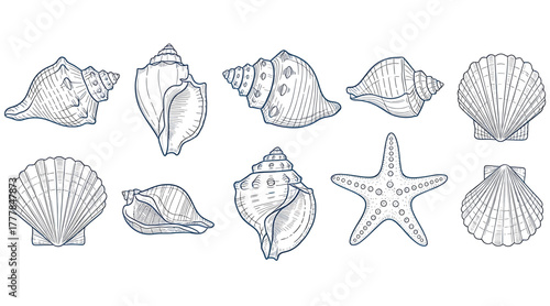 Collection of seashells and starfish isolated on white background a detailed line art illustration of various marine specimens for educational or decorative purposes