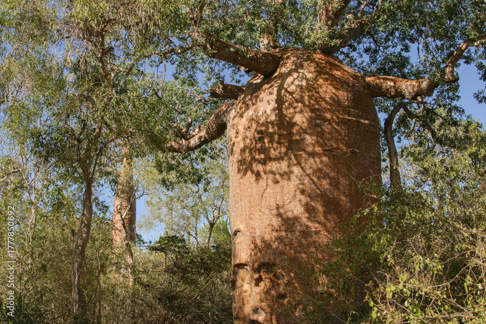Fototapeta premium giant baobab tree in Madagascar