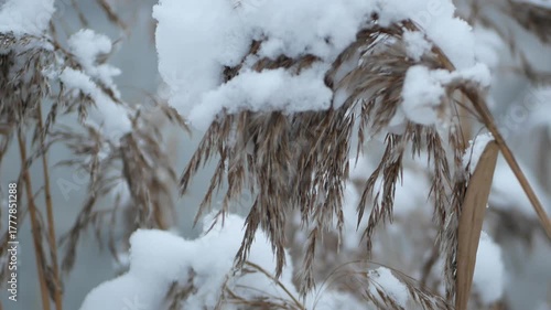 Snow caps on dry grass - cloudy winter evening. Winter landscape on the railway.