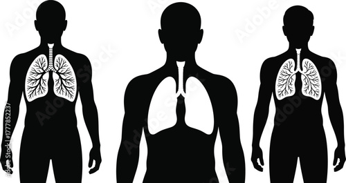 Human body silhouette with lungs and respiratory system vector illustration on transparent background