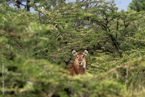 Waterbuck (Kobus ellipsiprymnus defassa), young female amidst thorny acacias.