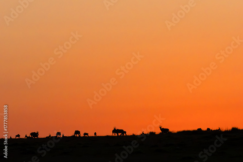 Hartebeest (Damaliscus lunatus jimela) called topi, herd of antelopes on the horizon at sunrise in the Masai Mara savannah.