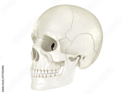 Human skull, Dental 3D illustration