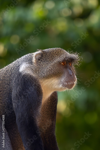 The blue monkey or diademed monkey (Cercopithecus mitis) portrait of an adult male.