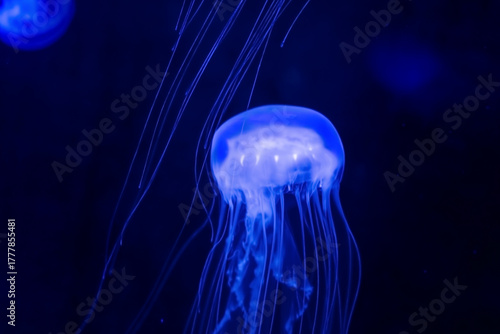 Blue transparent jellyfish in aquarium.