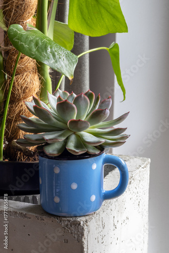 Succulent in a blue mug