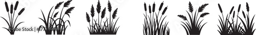 Cattail grass silhouette, black nature plant, marsh vegetation, wild reed bush, field element vector. Wild grass on the river bank. Swamp coastal plants.