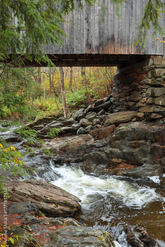 Fototapeta premium river in the forest