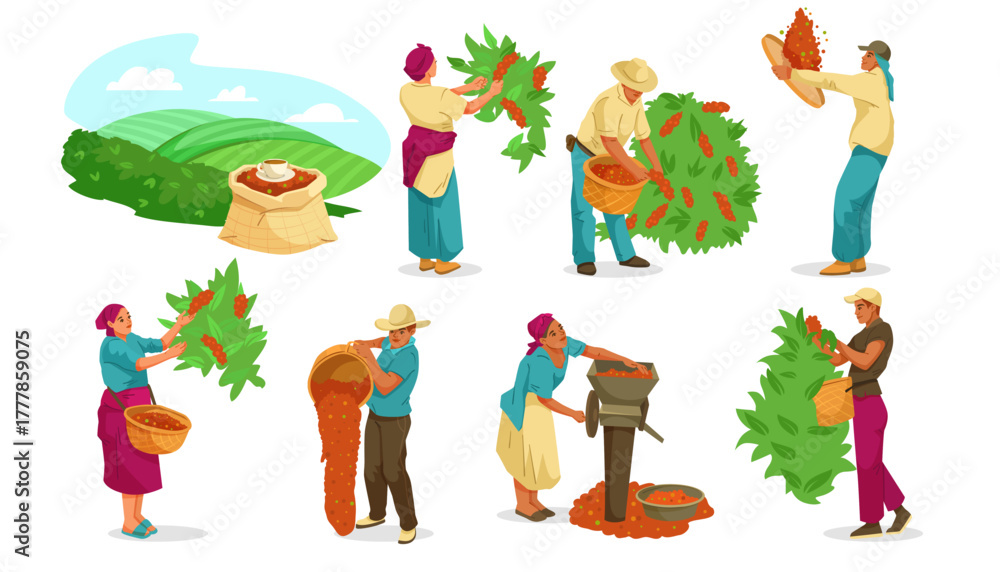 Fototapeta premium Farmers picking coffee beans, processing them with tools and baskets, set on white background. Concept of coffee cultivation. Vector illustration