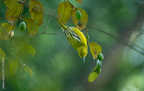 Common Iora (Aegithina tiphia) hanging from a tree branch.