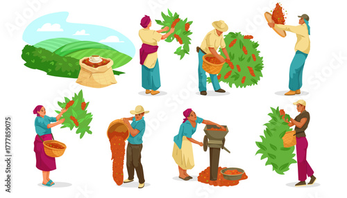 Farmers picking coffee beans, processing them with tools and baskets, set on white background. Concept of coffee cultivation. Vector illustration