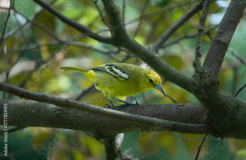 Common Iora (Aegithina tiphia) on a tree branch.