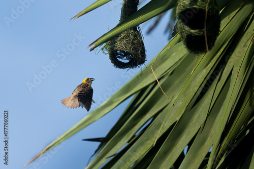 bird on a tree branch