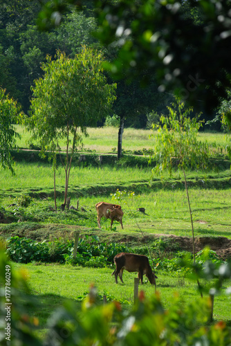 cow grazing in the field