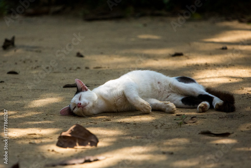 cat lying in the sand