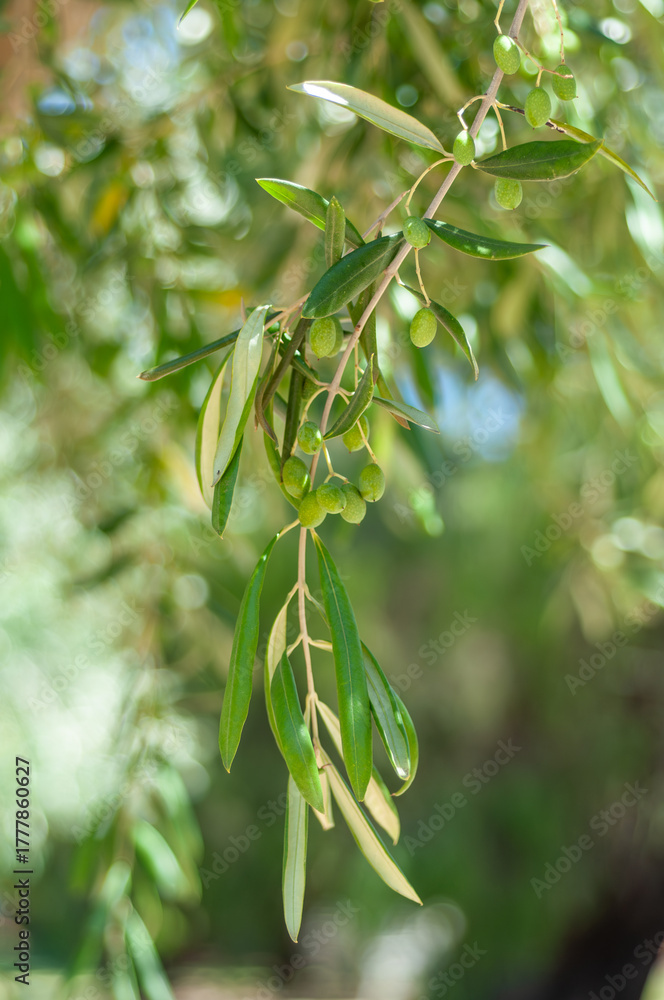 Fototapeta premium Close-up of olive tree branch with green olives in sunlight, perfect for illustrating Mediterranean agriculture or organic product branding.