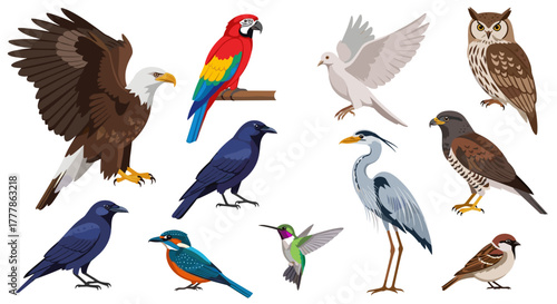 Illustration showcasing a diverse collection of birds including an eagle, parrot, owl and other species