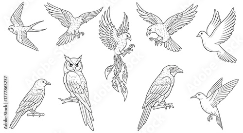 Collection of various bird species rendered in detailed line art including owl and phoenix designs