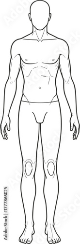 Male human body anatomy outline front view vector illustration for medical study, education, science, health, fitness, and anatomical reference
