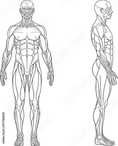 Human muscular anatomy front and side view illustration, male body muscle structure, vector medical drawing for education, science, and health study
