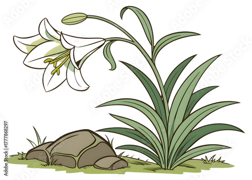 Black lily flower and rock isolated on transparent background