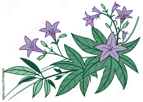 Delicate purple star shaped flowers and green leaves isolated on transparent background
