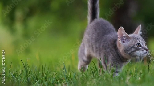 A small grey tabby kitten walks cautiously through green grass and looks up attentively at a tree