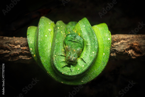 Green tree python is curled up on a branch.