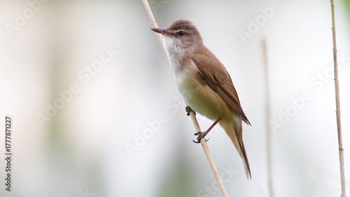 Close-up video of a Great Reed Warbler (Acrocephalus arundinaceus) singing its territorial song in a marsh. Natural ambient sound ,spring time
