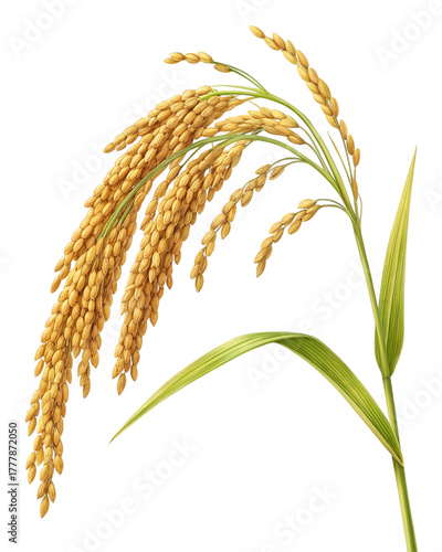 Mature Rice Plant with Golden Grains and Green Leaves Isolated on White Background – Agricultural Crop Illustration