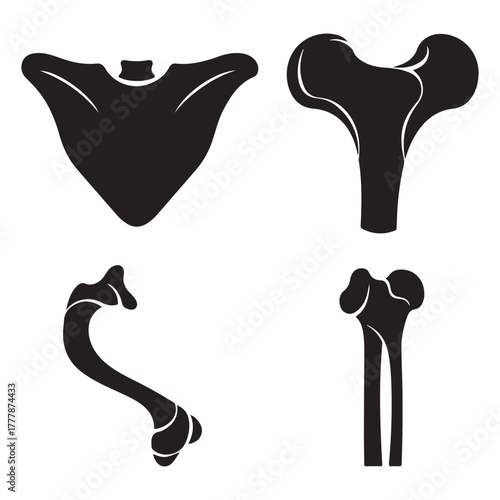 Silhouette Collection Of Human Bones On White Background Keywords: bone, skeleton, anatomy, human, medical