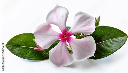 white pink catharanthus roseus or madagascar periwinkle or vinca or old maid or cayenne jasmine or rose periwinkle flower bouquet isolated on white background