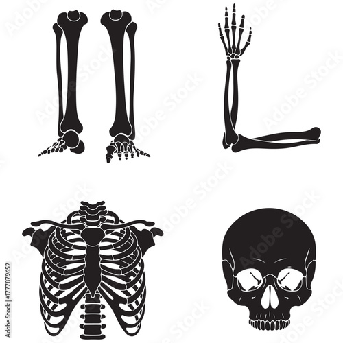 Black Silhouettes Of Human Skeleton Parts Including Skull And Ribcage On White bones anatomy