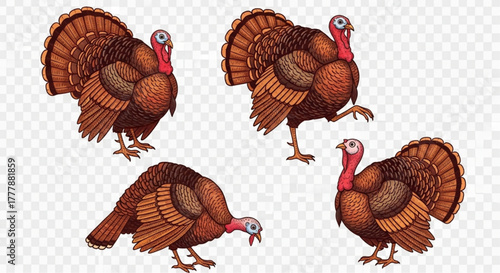 A set of illustrative turkey birds each in various poses, showcasing the beautiful detailed feathers and colors, ideal for educational or decorative usage. vector illustration