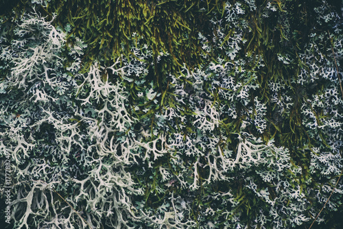 moss and lichen texture close up.