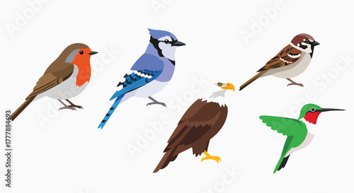 Collection of various North American birds flat design wildlife nature avifauna vector illustration animal species cartoon drawing