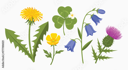Diverse wild spring summer flowers flat design collection dandelion clover buttercup bluebells thistle vector illustration nature botanical floral